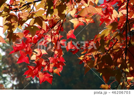 高知の紅葉の穴場　針木浄水場付近 46206703