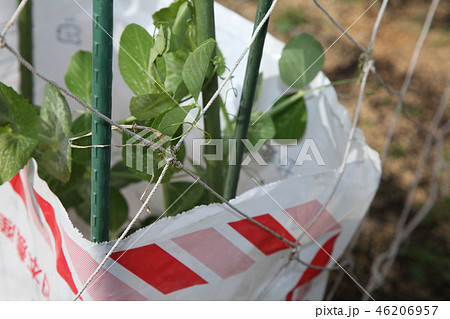 12月のエンドウ畑のようす。 46206957