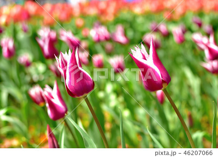 満開に咲く山下公園チューリップ 46207066