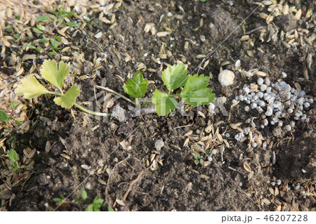 追肥でがきいてきた様子 46207228