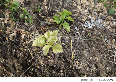 追肥でがきいてきた様子 46207229