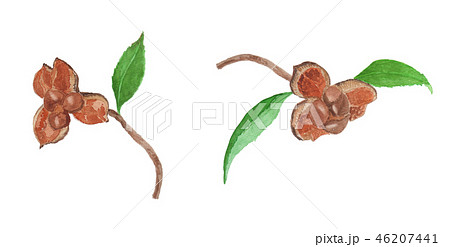Camellia Japonica 椿の実のイラスト素材