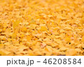 イチョウの落ち葉 イチョウの落ち葉 46208584