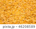 イチョウの落ち葉 イチョウの落ち葉 46208589