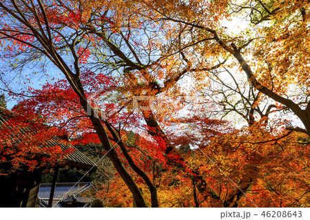 秋月城址の紅葉 46208643