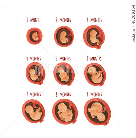 Embryo development month stages vector illustration - process of human fetal growth. Embryo development month stages vector illustration - process of human fetal growth. 46209304