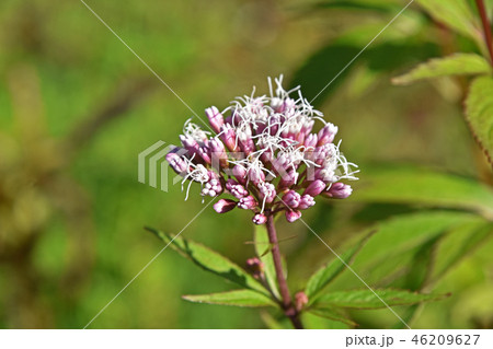 フジバカマ（藤袴） 46209627