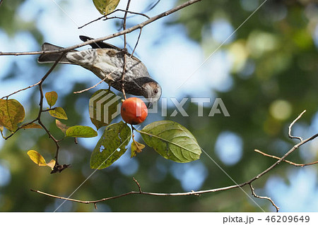 柿を食べるヒヨドリ 46209649