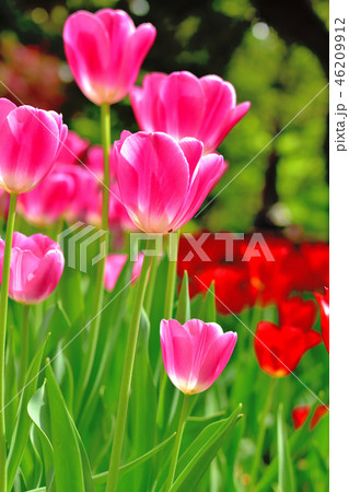 満開に咲く横浜公園チューリップ 46209912