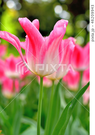 満開に咲く横浜公園チューリップ 46209943