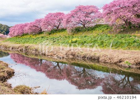 【静岡県南伊豆町】青野川沿いの河津桜 【静岡県南伊豆町】青野川沿いの河津桜 46210194
