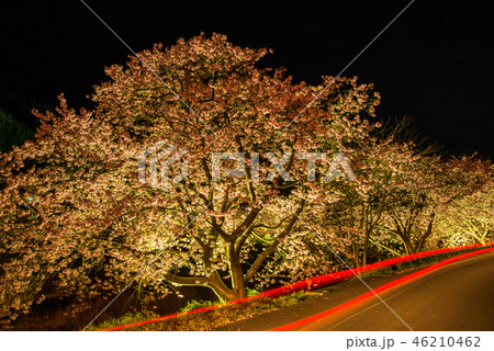【静岡県南伊豆町】青野川沿いの河津桜　ライトアップ 46210462