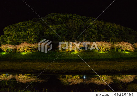 【静岡県南伊豆町】青野川沿いの河津桜 ライトアップ 【静岡県南伊豆町】青野川沿いの河津桜 ライトアップ 46210464
