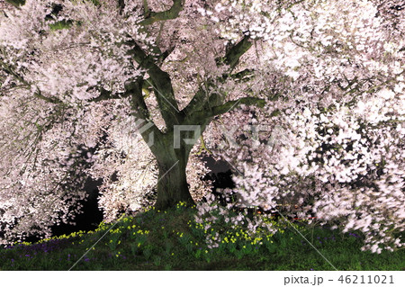 山梨県韮崎市ワニ塚の桜・ライトアップ 山梨県韮崎市ワニ塚の桜・ライトアップ 46211021