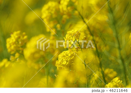 菜の花畑 46211646