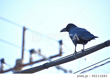 ハシブトガラス 46211684