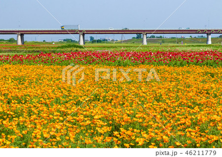 ポピー畑 埼玉県鴻巣市の花畑の写真素材