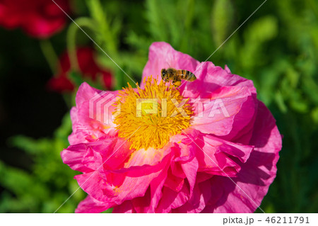 ポピー畑 埼玉県鴻巣市の花畑の写真素材