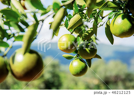 Orange on tree with sunlight. 46212125