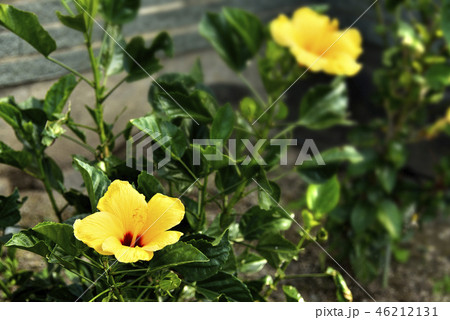 ハイビスカスの花 46212131