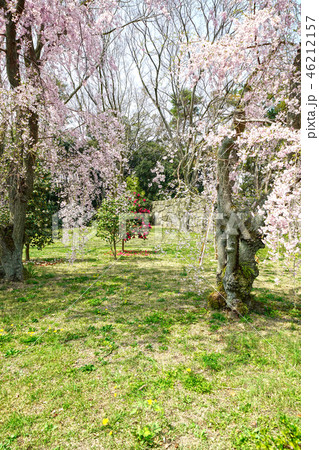 京都　二条城の桜 46212157