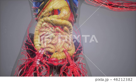 human anatomy illustration with all organs 46212382