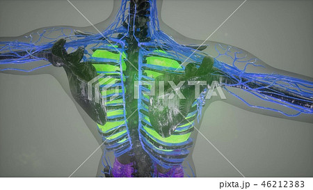colored Human Internal organs scan 46212383