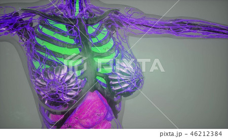 human anatomy illustration with all organs 46212384