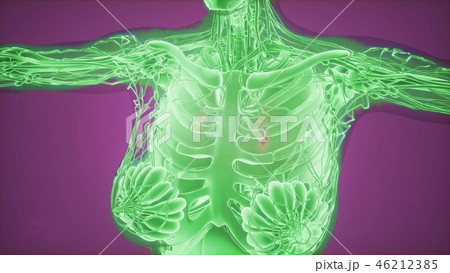 Mammogram radio imaging for breast diagnosis 46212385