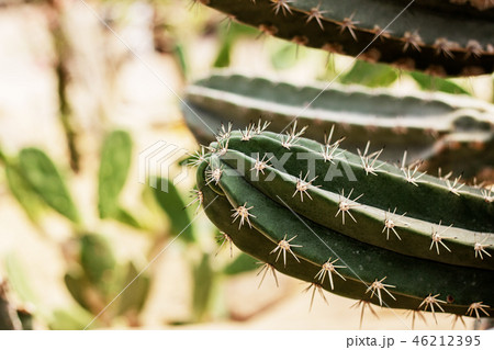 Cactus with the sunlight. Cactus with the sunlight. 46212395