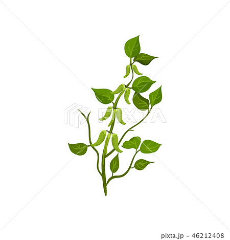 Flat vector icon of flowering snow peas with bright green leaves. Leguminous plant. Agricultural Flat vector icon of flowering snow peas with bright green leaves. Leguminous plant. Agricultural 46212408