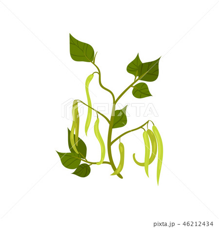 French green bean with long young pods and leaves. Leguminous plant. Agricultural crop. Flat vector French green bean with long young pods and leaves. Leguminous plant. Agricultural crop. Flat vector 46212434