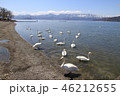 屈斜路湖と白鳥 46212655