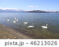 屈斜路湖と白鳥 46213026