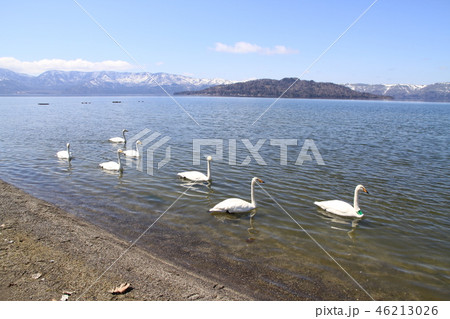 屈斜路湖と白鳥 屈斜路湖と白鳥 46213026