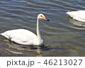 屈斜路湖の白鳥 46213027