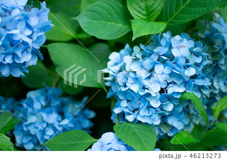 紫陽花 紫陽花 46213273