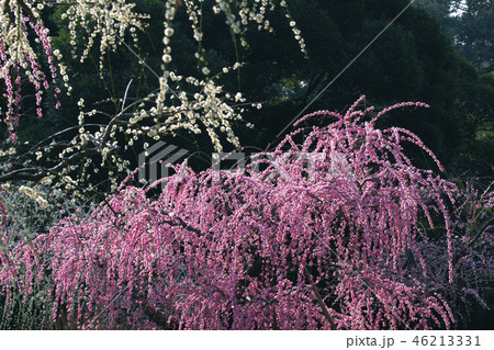 枝垂梅 枝垂梅 46213331