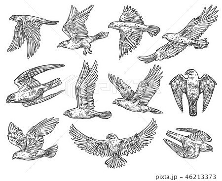Birds Of Prey Sketches Eagle Falcon And Hawkのイラスト素材 46213373 Pixta
