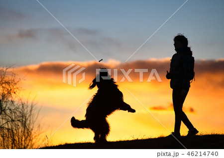 Big dog jumping to take a biscuit Big dog jumping to take a biscuit 46214740