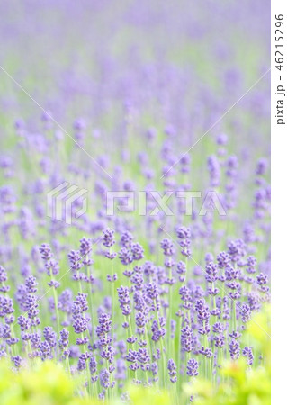 ラベンダーの花畑　青紫の花 46215296