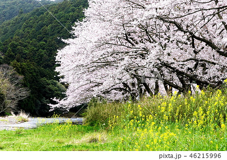 春の印象 46215996