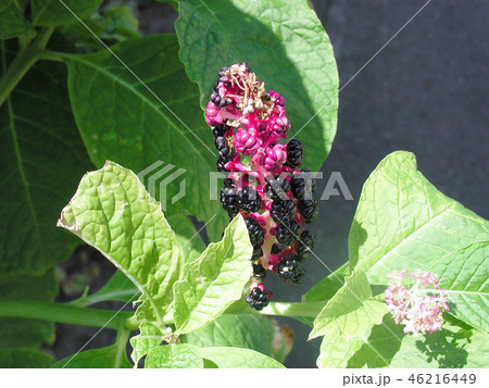 長野県の絶滅危惧II類「マルミノヤマゴボウ」 長野県の絶滅危惧II類「マルミノヤマゴボウ」 46216449