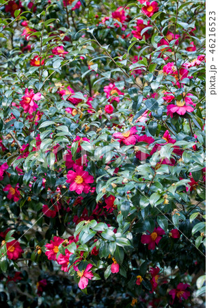 冬の風景 目 済州島 46216523