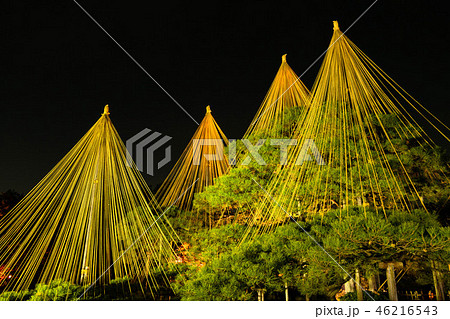 兼六園のライトアップ秋の段 46216543