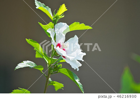 白いムクゲの花の写真素材