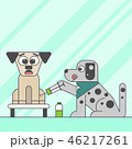 A dog afraid of injection in animal hospital 46217261