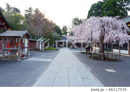 神社 桜 春 神社 桜 春 46217545