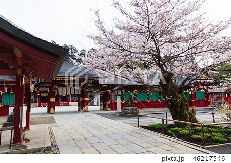 神社　桜　春 46217546