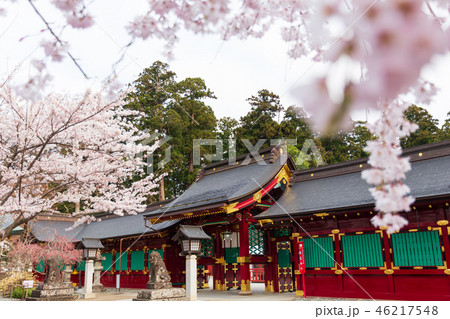 神社　桜　春 46217548
